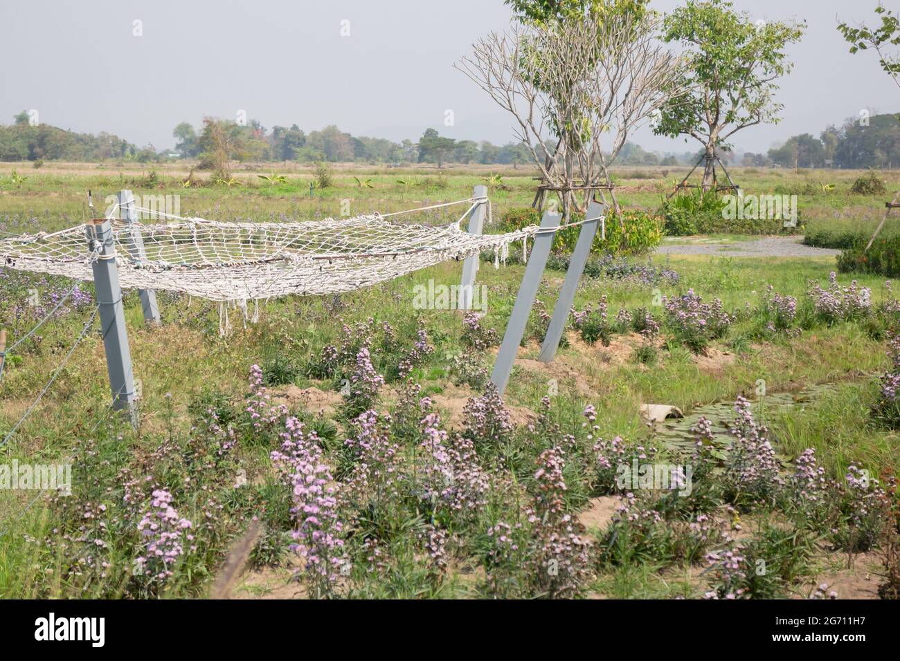 Summer garden with green leaves plant, stock photo Stock Photo - Alamy