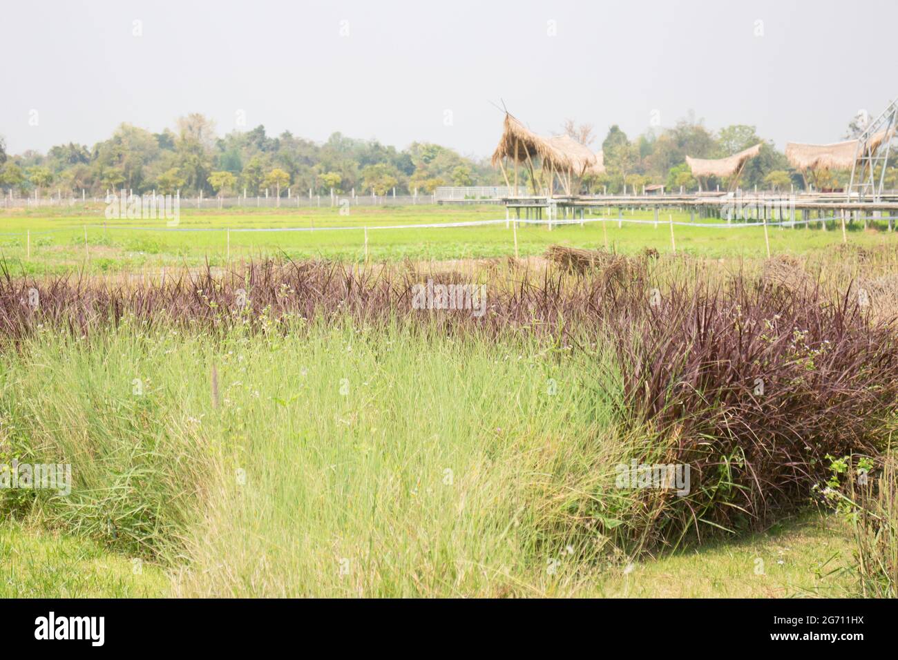 Summer garden with green leaves plant, stock photo Stock Photo - Alamy