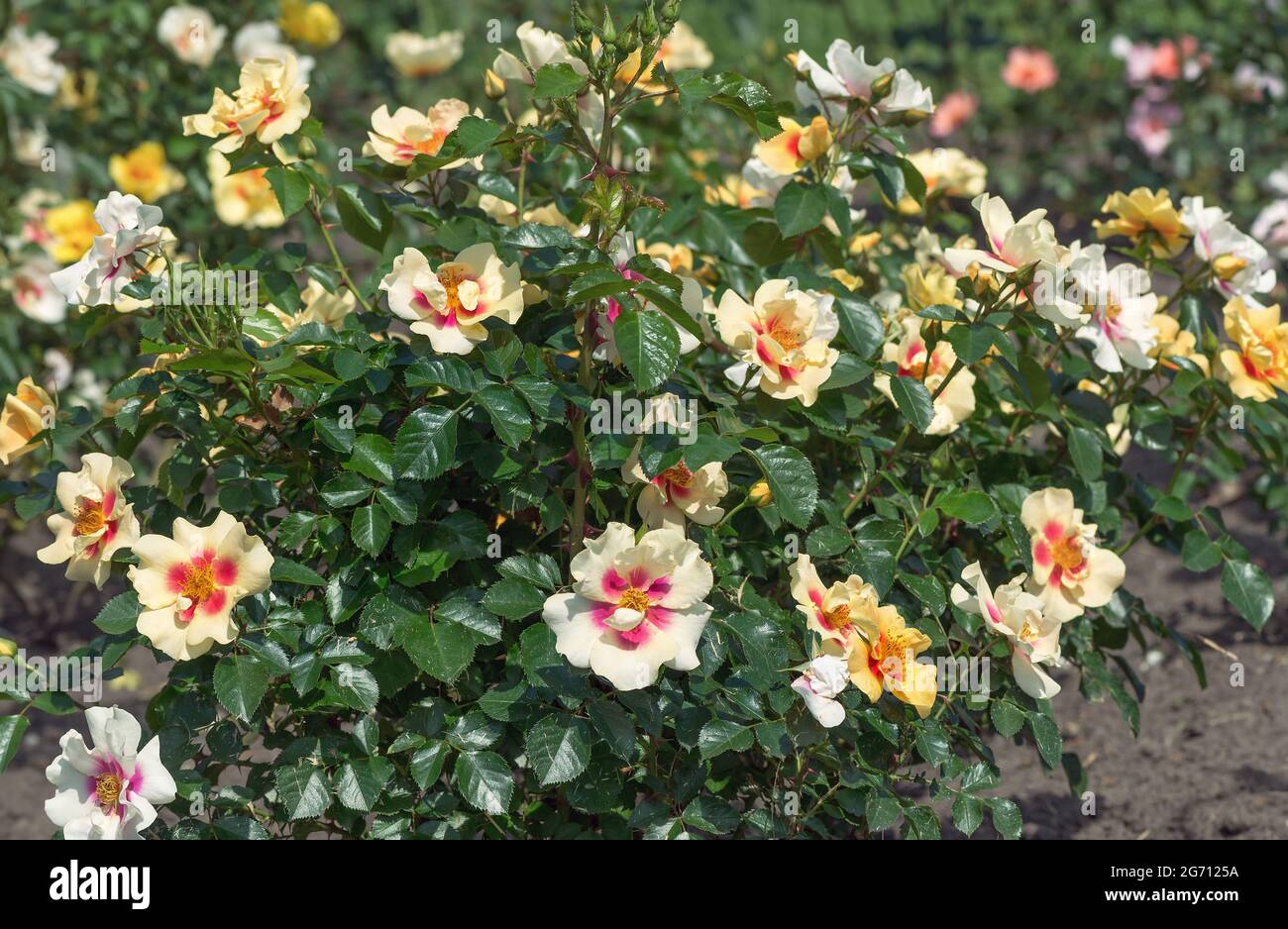 Bull's eye clearance rose