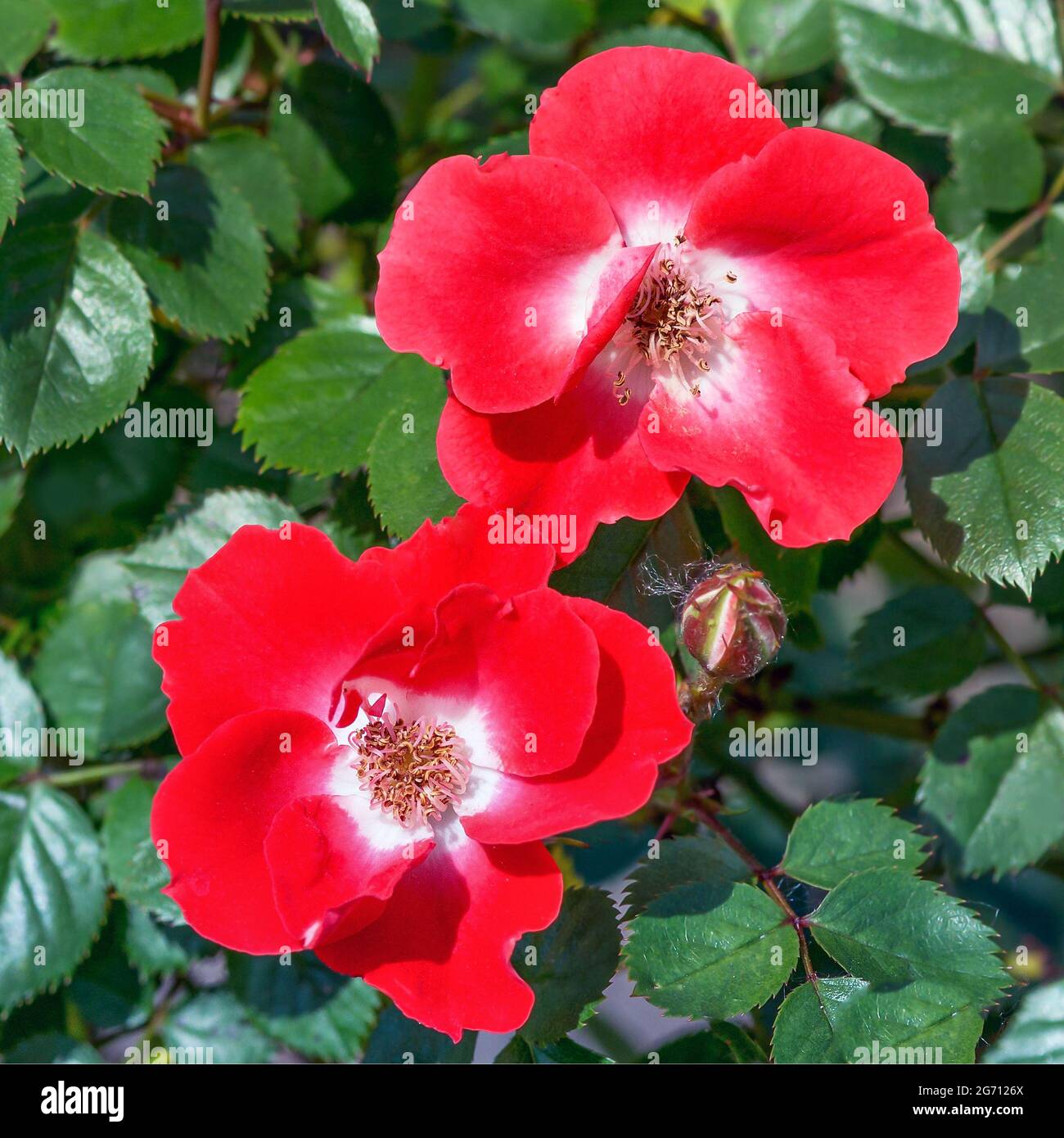 Ground cover rose 'Rouge Meilandecor' - crimson flowers with a white center and yellow stamens, simple 5-7cm in diameter. Stock Photo