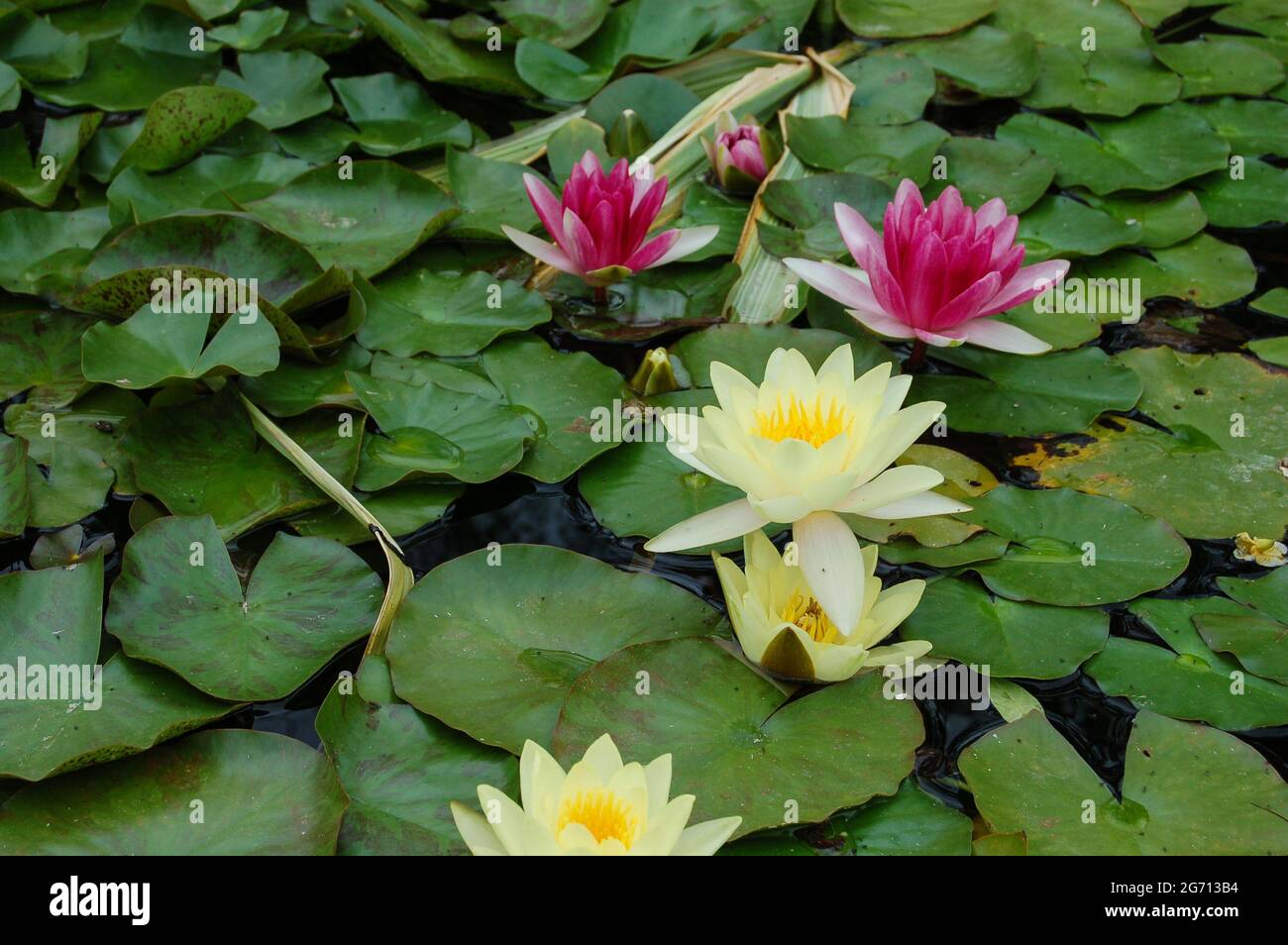 Closeup shot of beautiful water lilies Stock Photo - Alamy