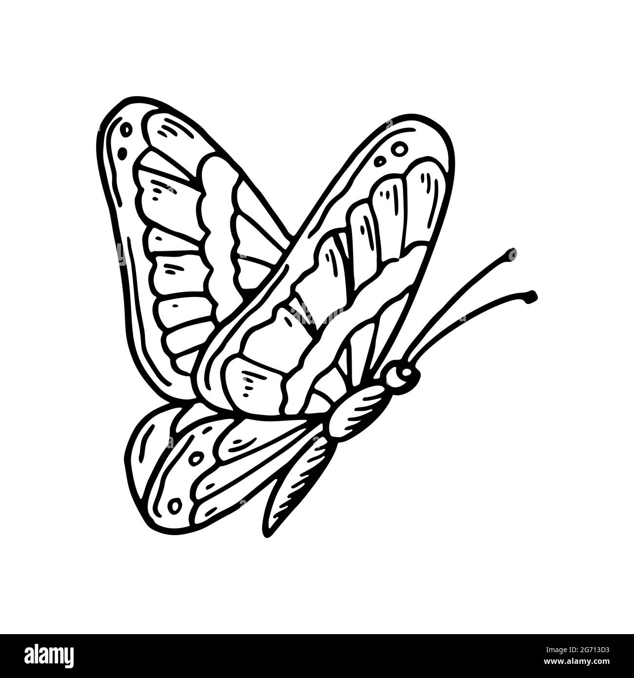 Hand drawn butterfly isolated of white. Vector illustration in sketch style Stock Vector