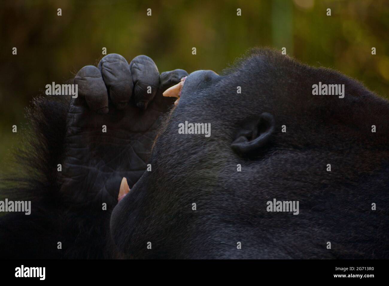 Gorilla herbivorous ape in the afternoon Stock Photo Alamy