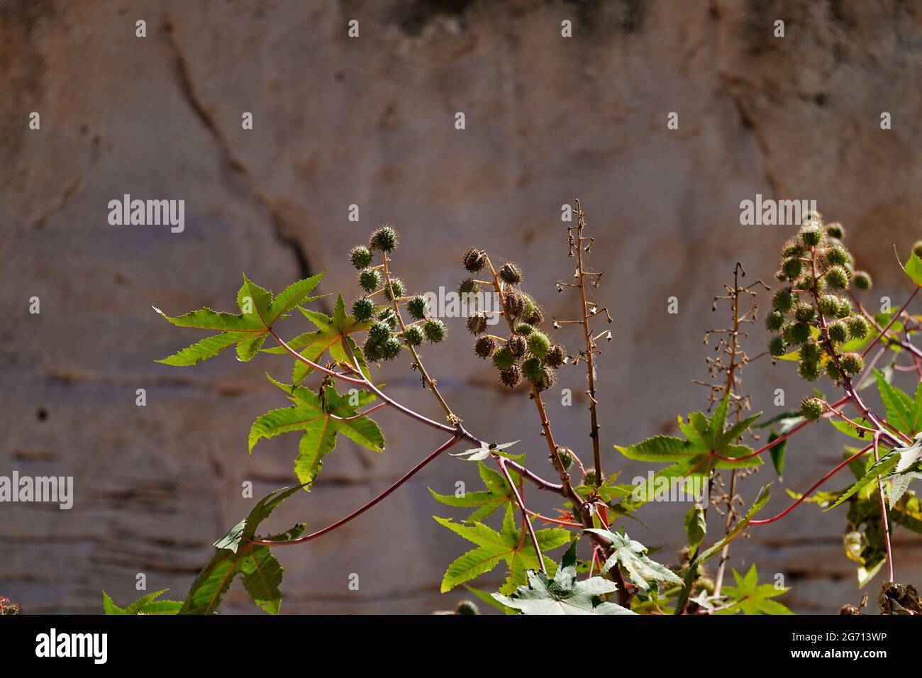 Selective focus shot of a wild plant Stock Photo - Alamy