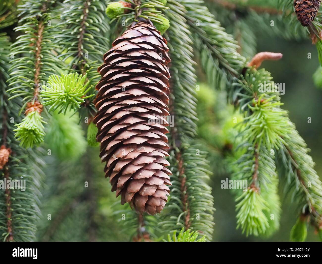 Confier cone hi-res stock photography and images - Alamy