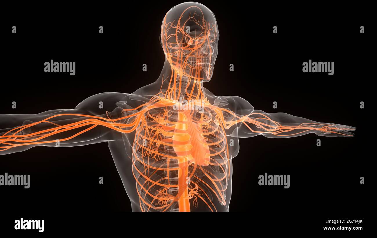 Human Circulatory System Heart Anatomy Stock Photo - Alamy