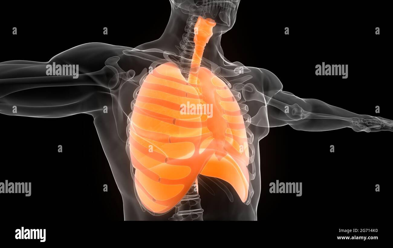 Human Respiratory System Lungs with Diaphragm Anatomy Stock Photo - Alamy