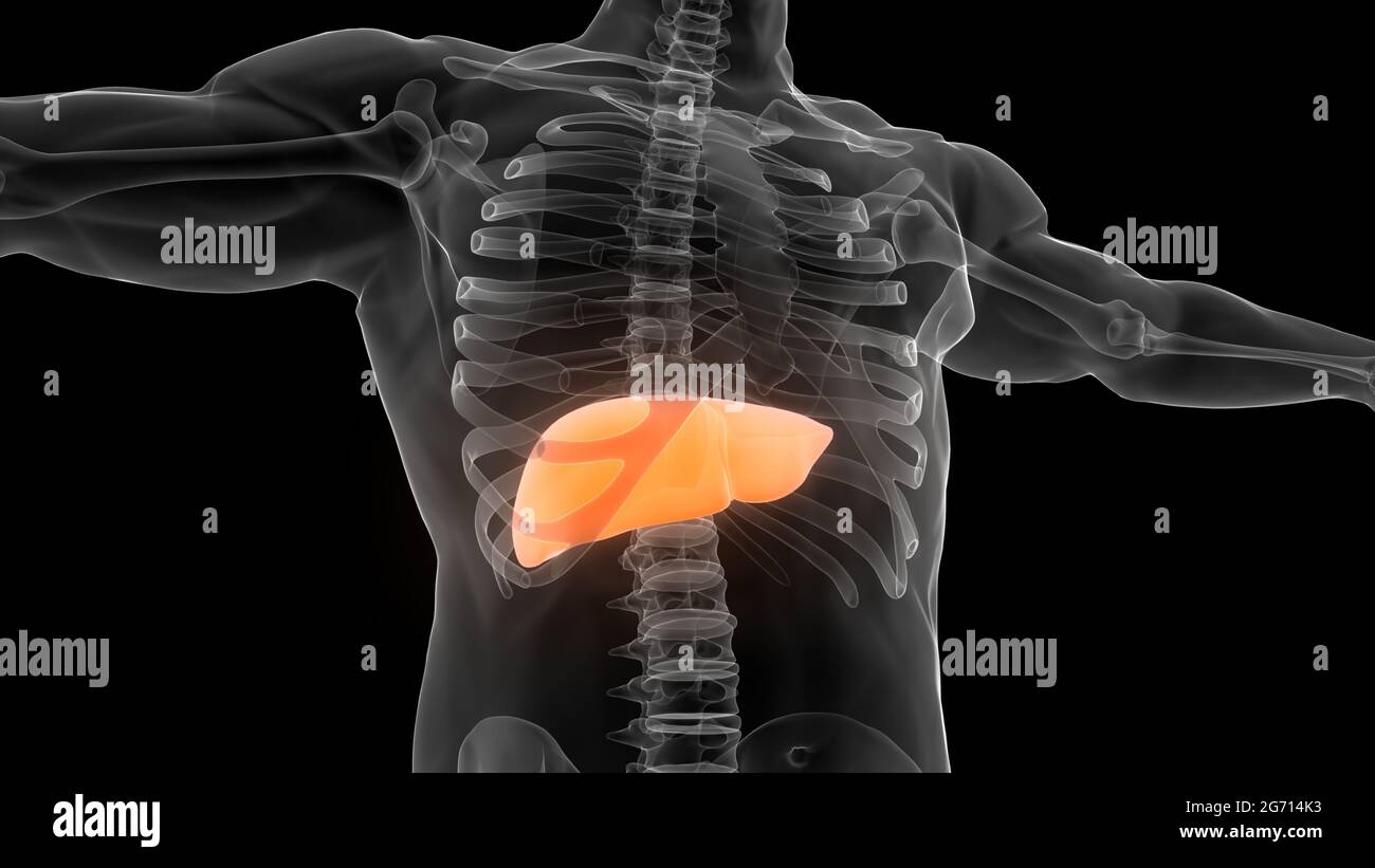 Human Internal Digestive Organ Liver Anatomy Stock Photo - Alamy