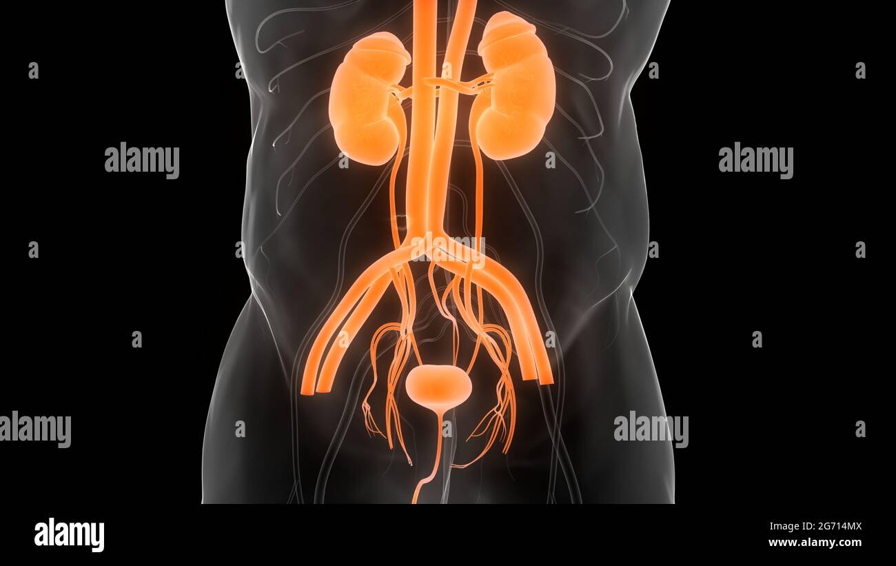 Human Urinary System Kidneys with Bladder Anatomy Stock Photo - Alamy