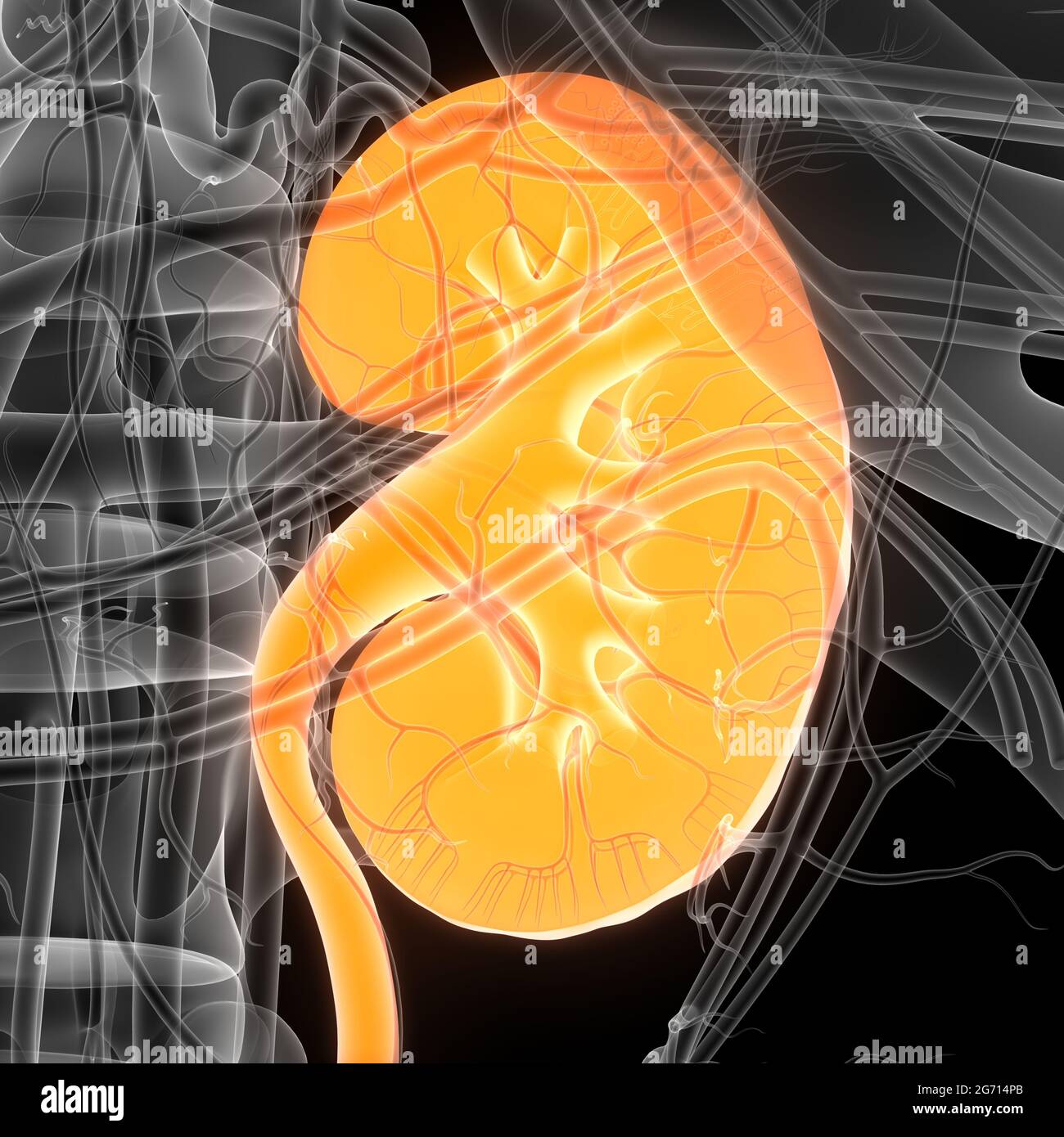 Human Urinary System Kidneys with Bladder Anatomy Stock Photo - Alamy