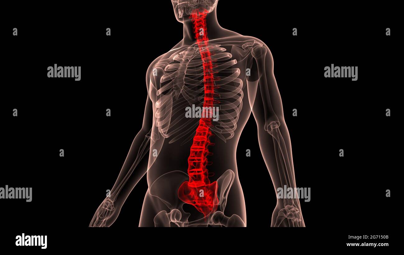 Spinal Cord Vertebral Column of Human Skeleton System Anatomy Stock ...