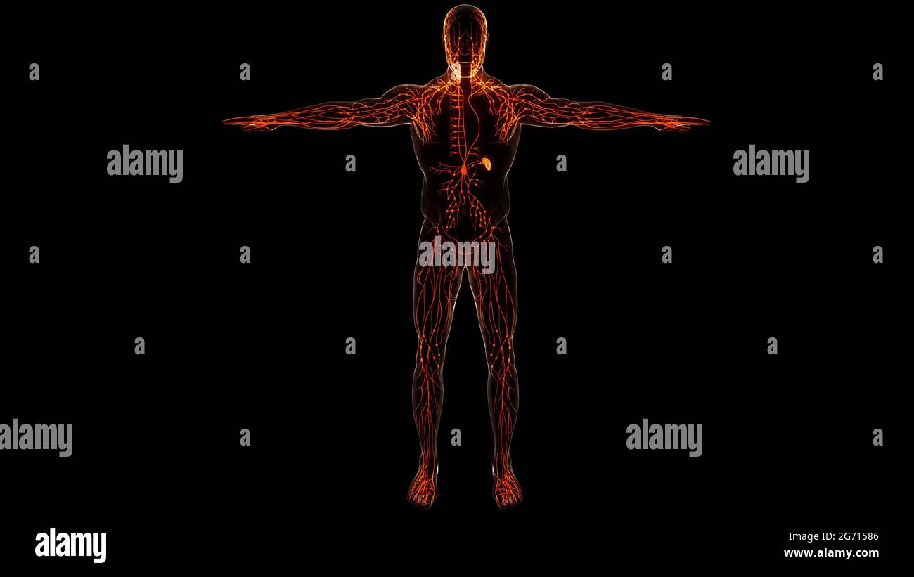 Human Internal system Lymph Nodes Anatomy Stock Photo