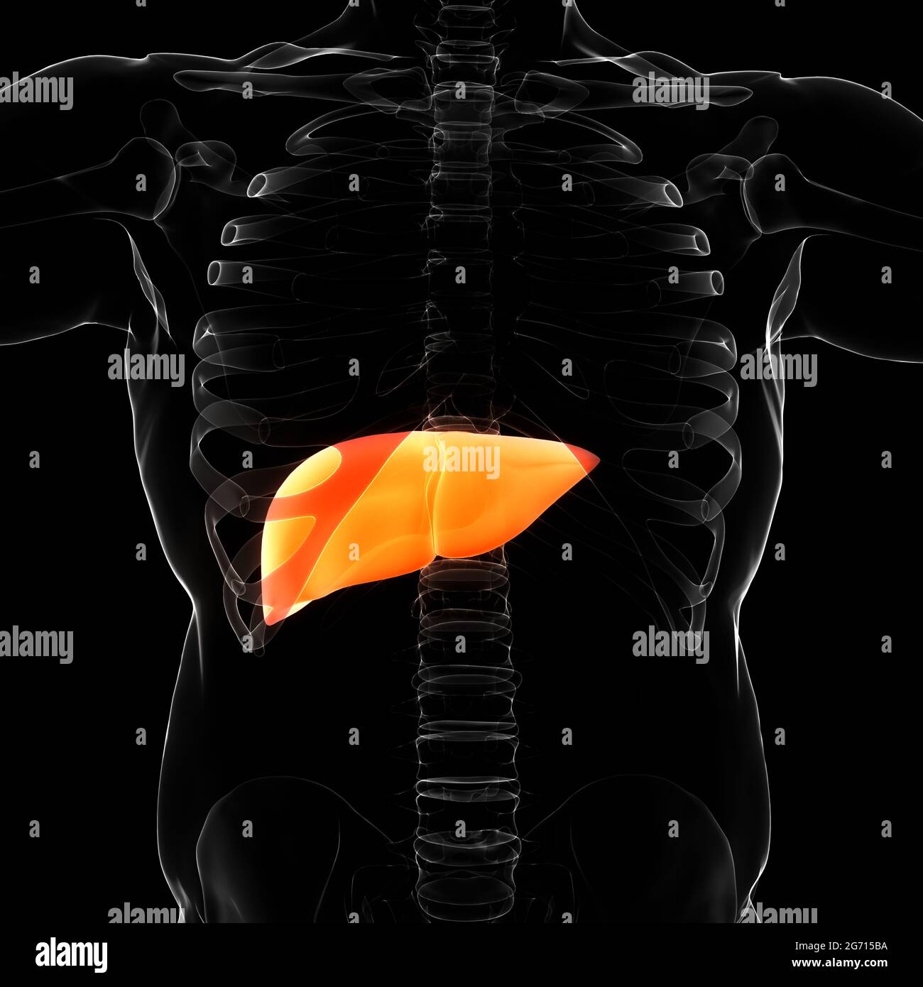 Human Internal Digestive Organ Liver Anatomy Stock Photo - Alamy