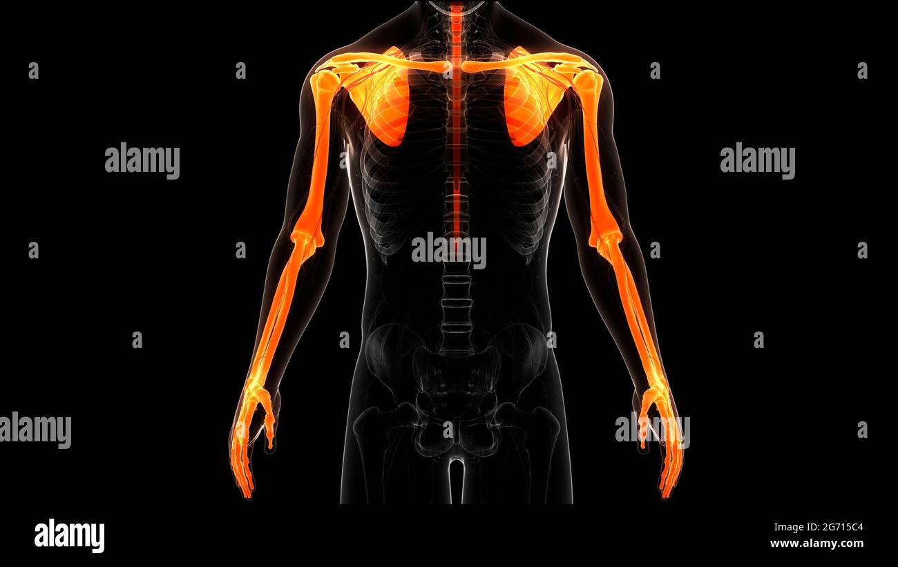 Human Skeleton System Upper Limbs Bone Joints Anatomy Stock Photo - Alamy