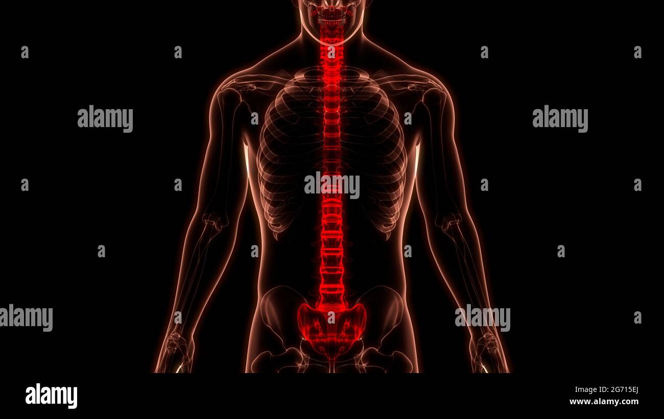Spinal Cord Vertebral Column of Human Skeleton System Anatomy Stock ...