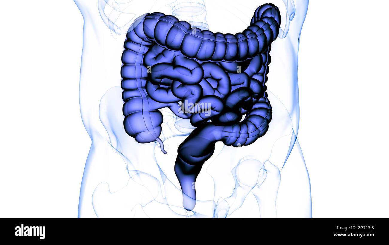Human Digestive System Large and Small Intestine Anatomy Stock Photo ...