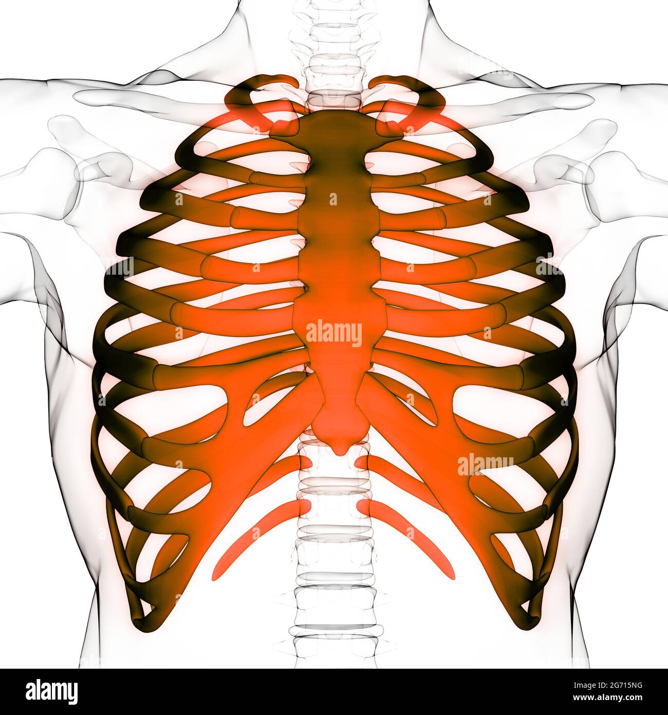 Human Skeleton System Rib Cage Bone Joints Anatomy Stock Photo Alamy