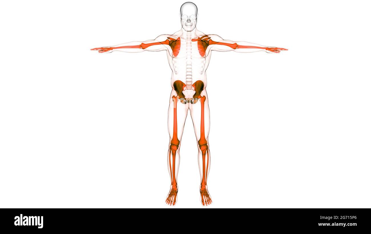 Human Skeleton System Appendicular Skeleton Anatomy Stock Photo Biology Diagrams