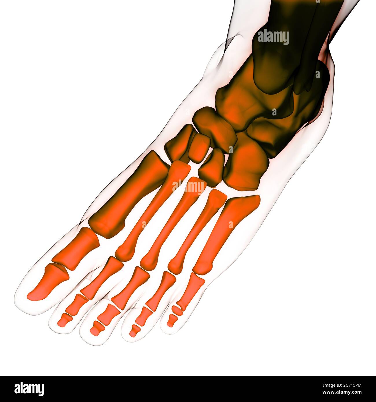 Human Skeleton System Leg Bone Joints Anatomy Stock Photo - Alamy