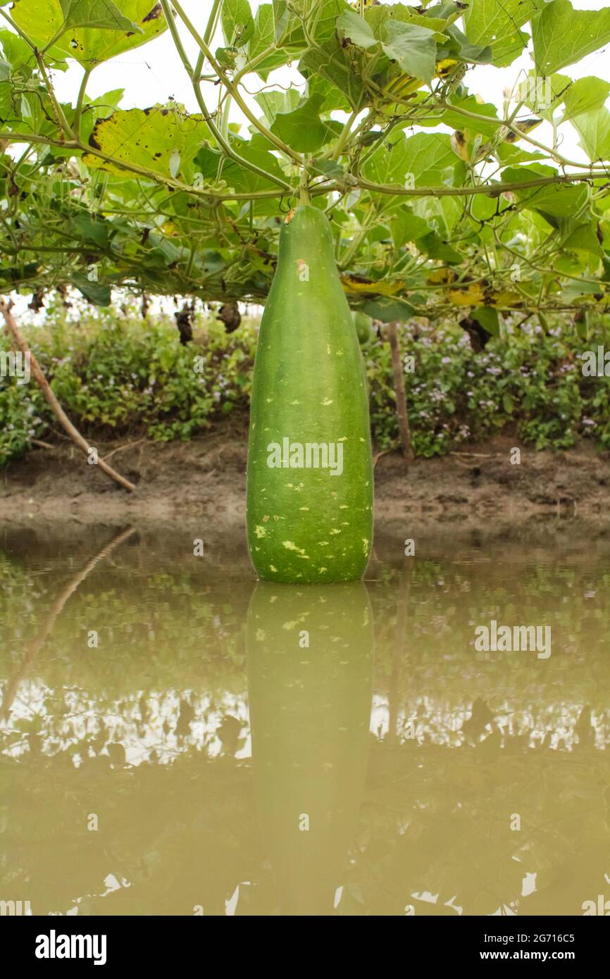Bottle Gourd Creeper Plant