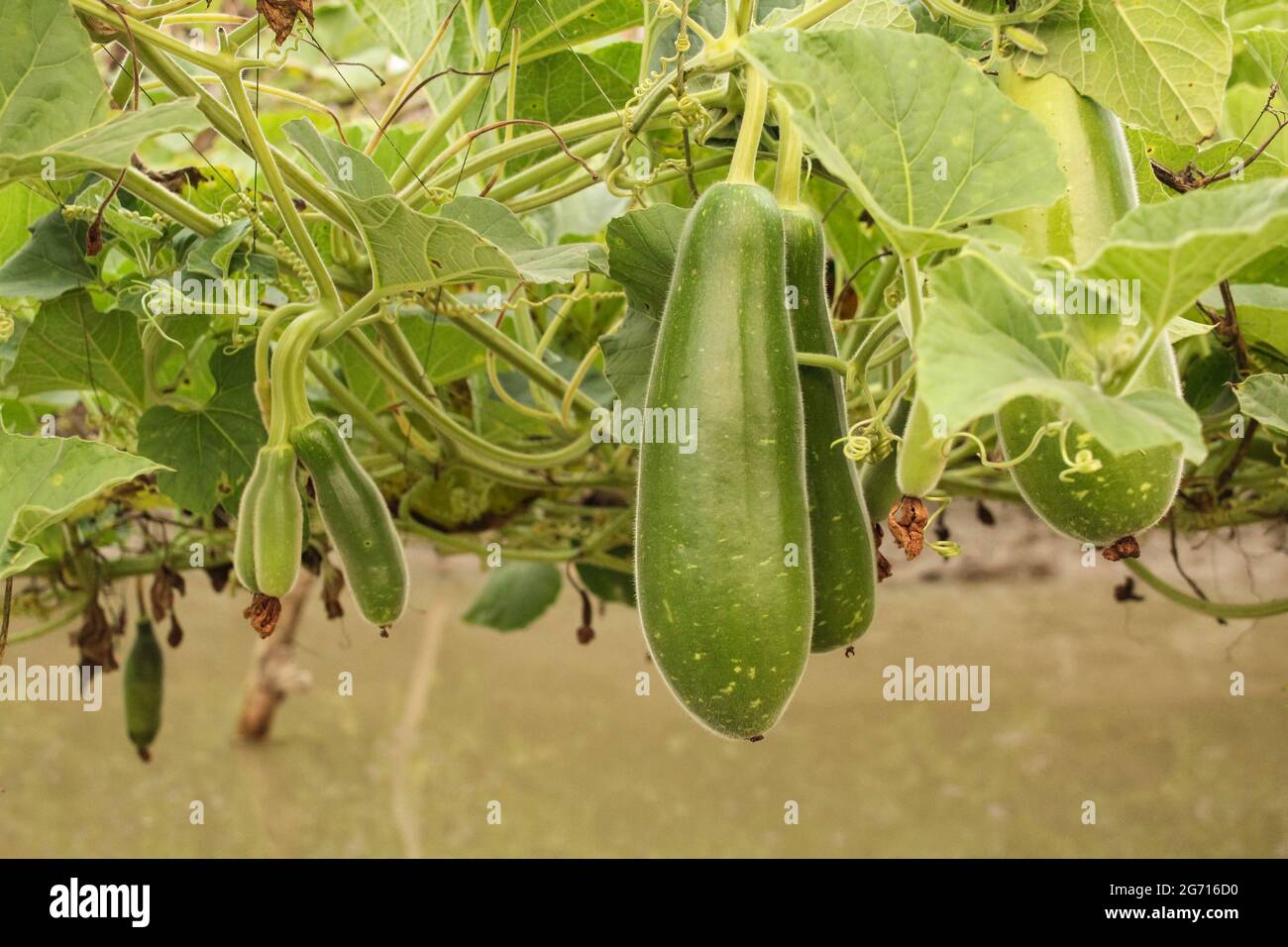 Bottle gourd on plant,bottle gourd or calabash in agriculture field