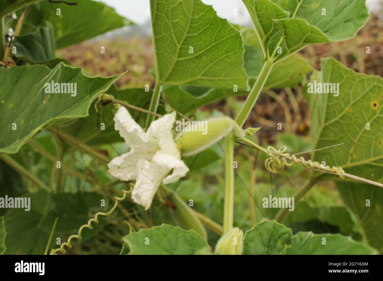 Bottle gourd flower, new bottle gourd petel stock image Stock Photo Alamy