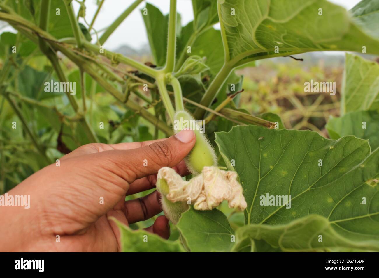 Bottle gourd flower hires stock photography and images Alamy