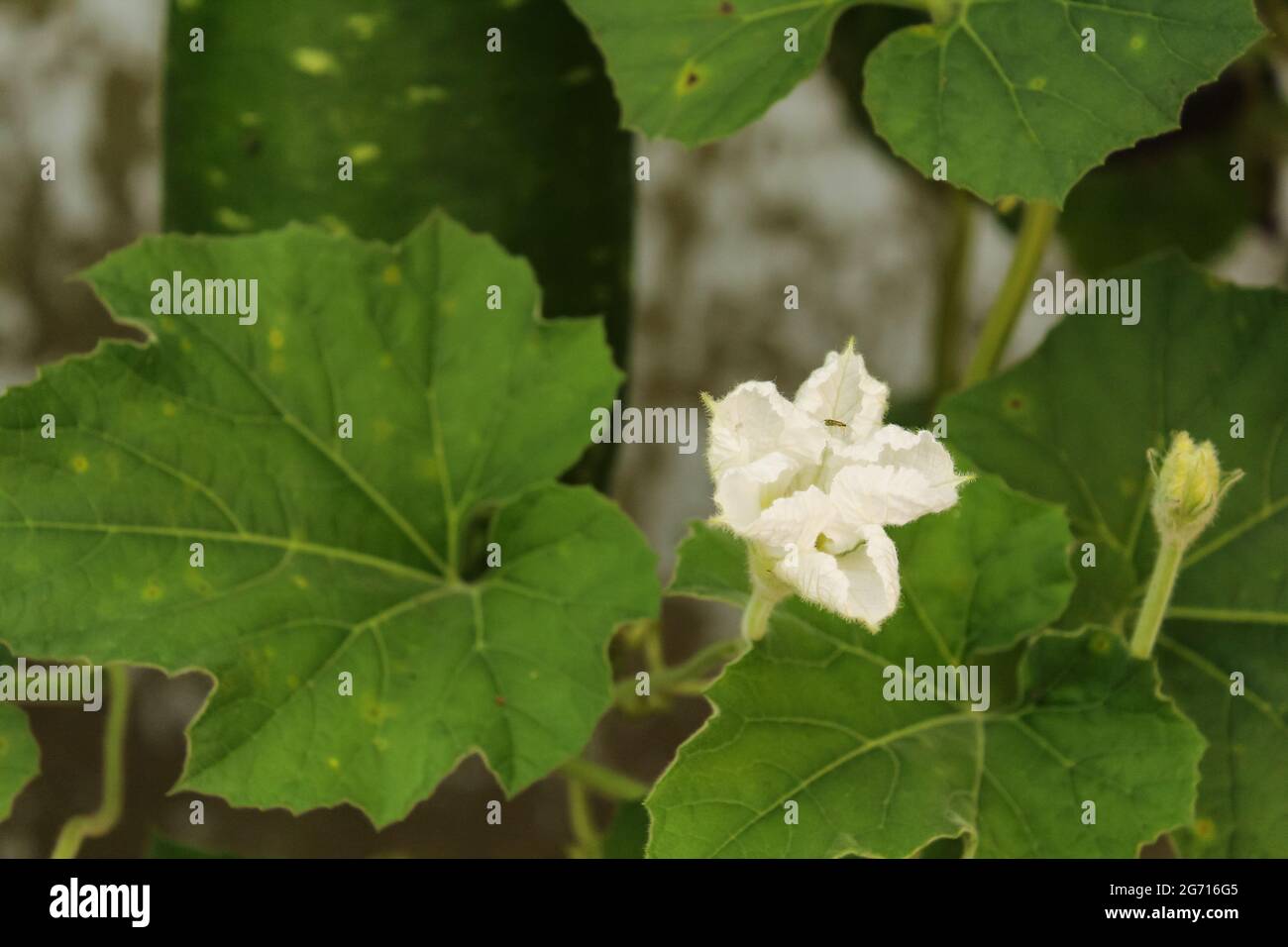 Bottle gourd flower, new bottle gourd petel stock image Stock Photo Alamy