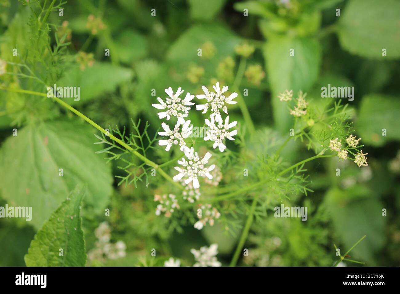 Coriander plant flower in the agriculture field, selective focus Stock