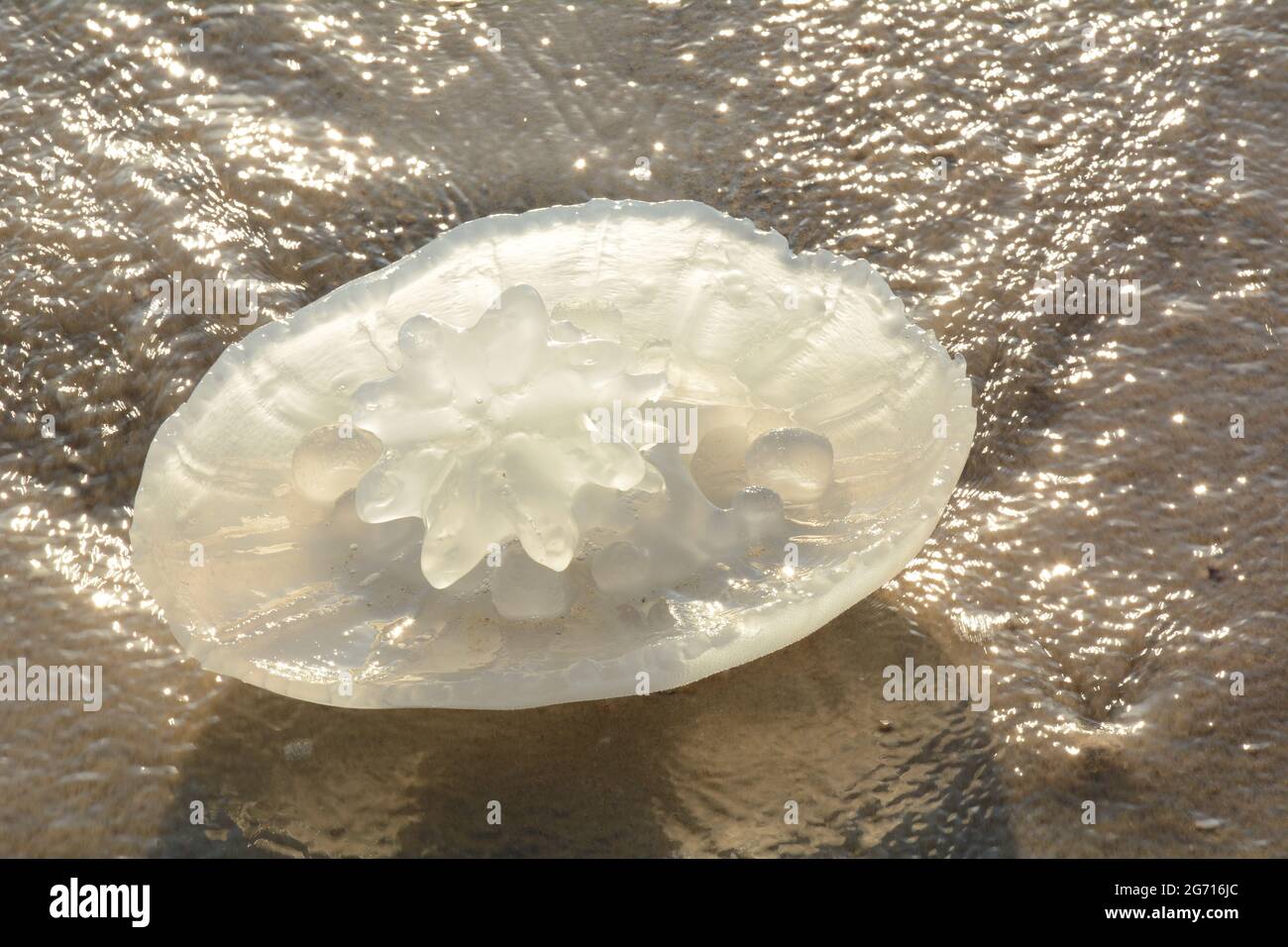 Rhopilema nomadica jellyfish at the Mediterranean seacoast.  Vermicular filaments with venomous stinging cells  can cause painful injuries to people. Stock Photo