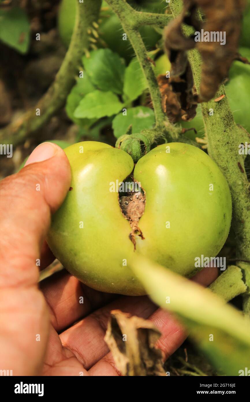 Worm eaten tomato in the garden Stock Photo Alamy