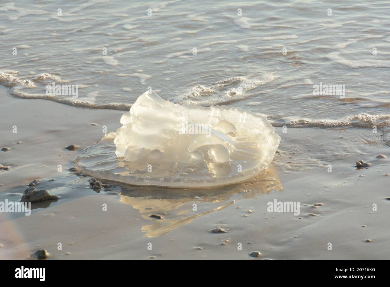 Rhopilema nomadica jellyfish at the Mediterranean seacoast.  Vermicular filaments with venomous stinging cells  can cause painful injuries to people. Stock Photo