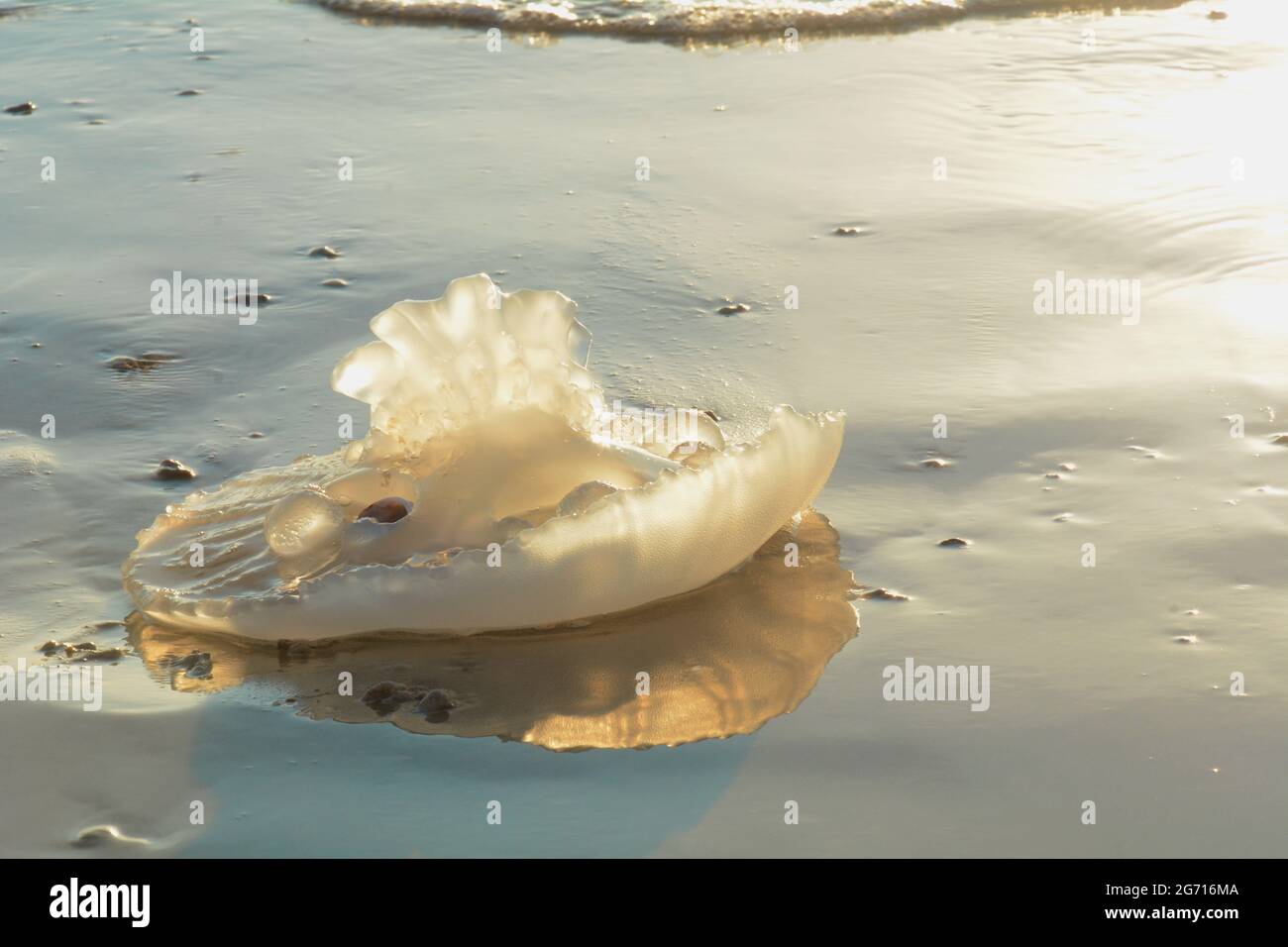 Rhopilema nomadica jellyfish at the Mediterranean seacoast.  Vermicular filaments with venomous stinging cells  can cause painful injuries to people. Stock Photo