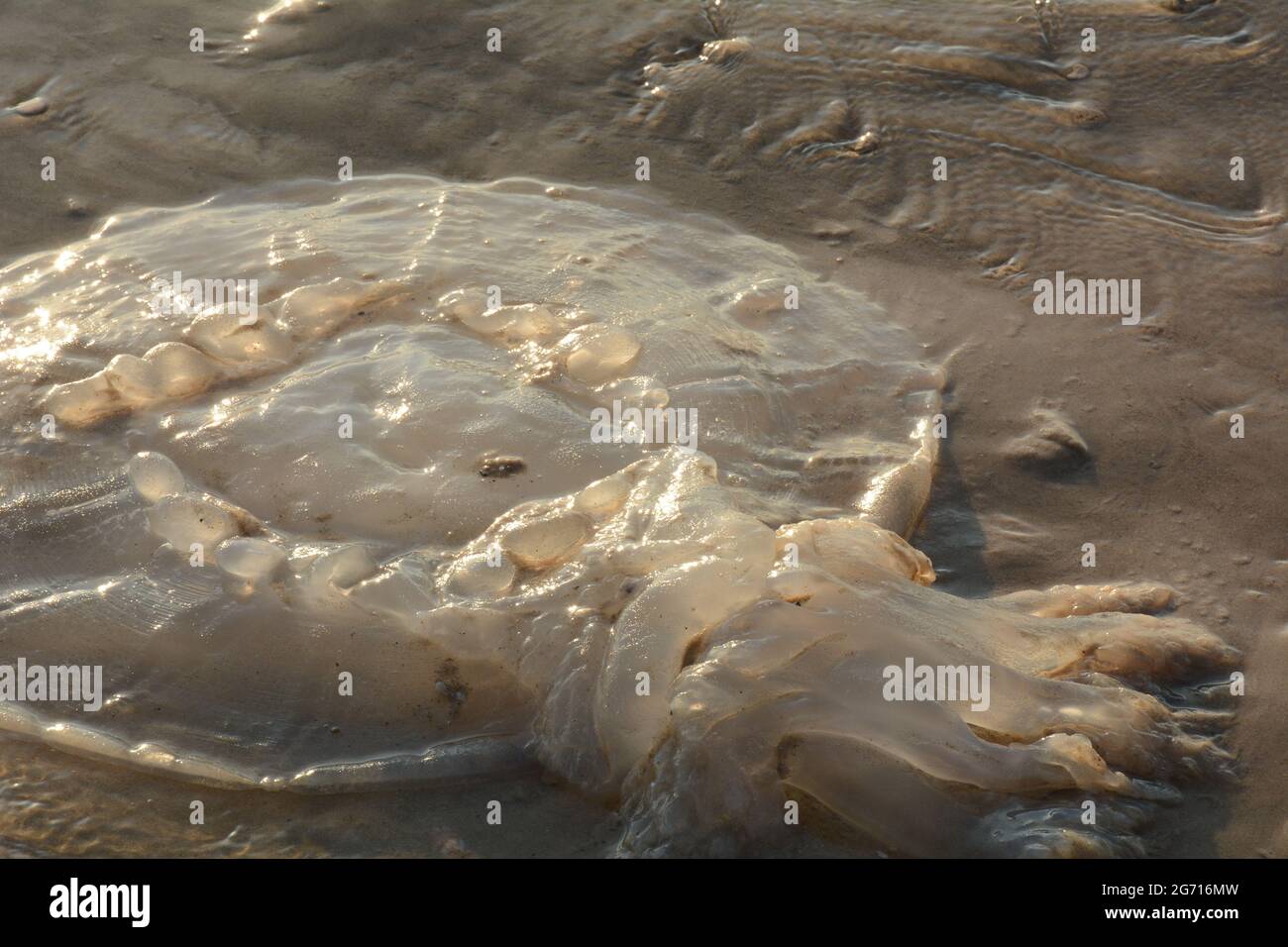 Rhopilema nomadica jellyfish at the Mediterranean seacoast.  Vermicular filaments with venomous stinging cells  can cause painful injuries to people. Stock Photo