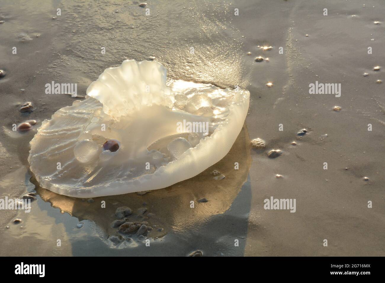 Rhopilema nomadica jellyfish at the Mediterranean seacoast.  Vermicular filaments with venomous stinging cells  can cause painful injuries to people. Stock Photo