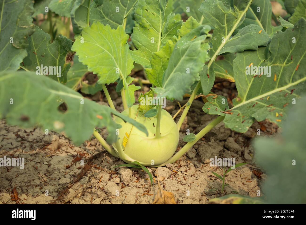 Turnip root vegetables in the garden, agriculture concept Stock Photo