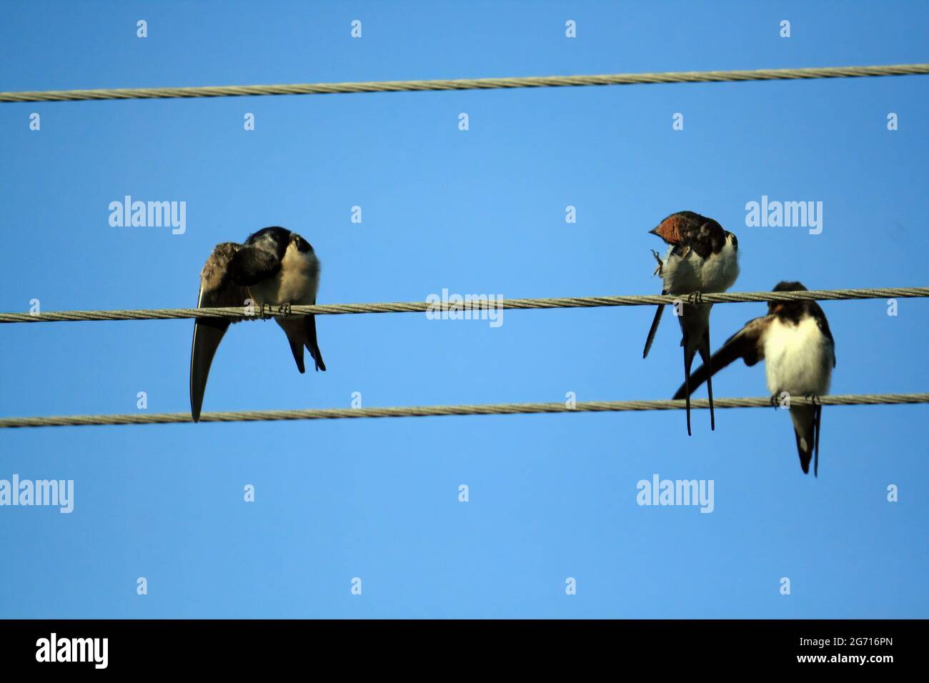 Group of swallows sitting on wires Stock Photo Alamy