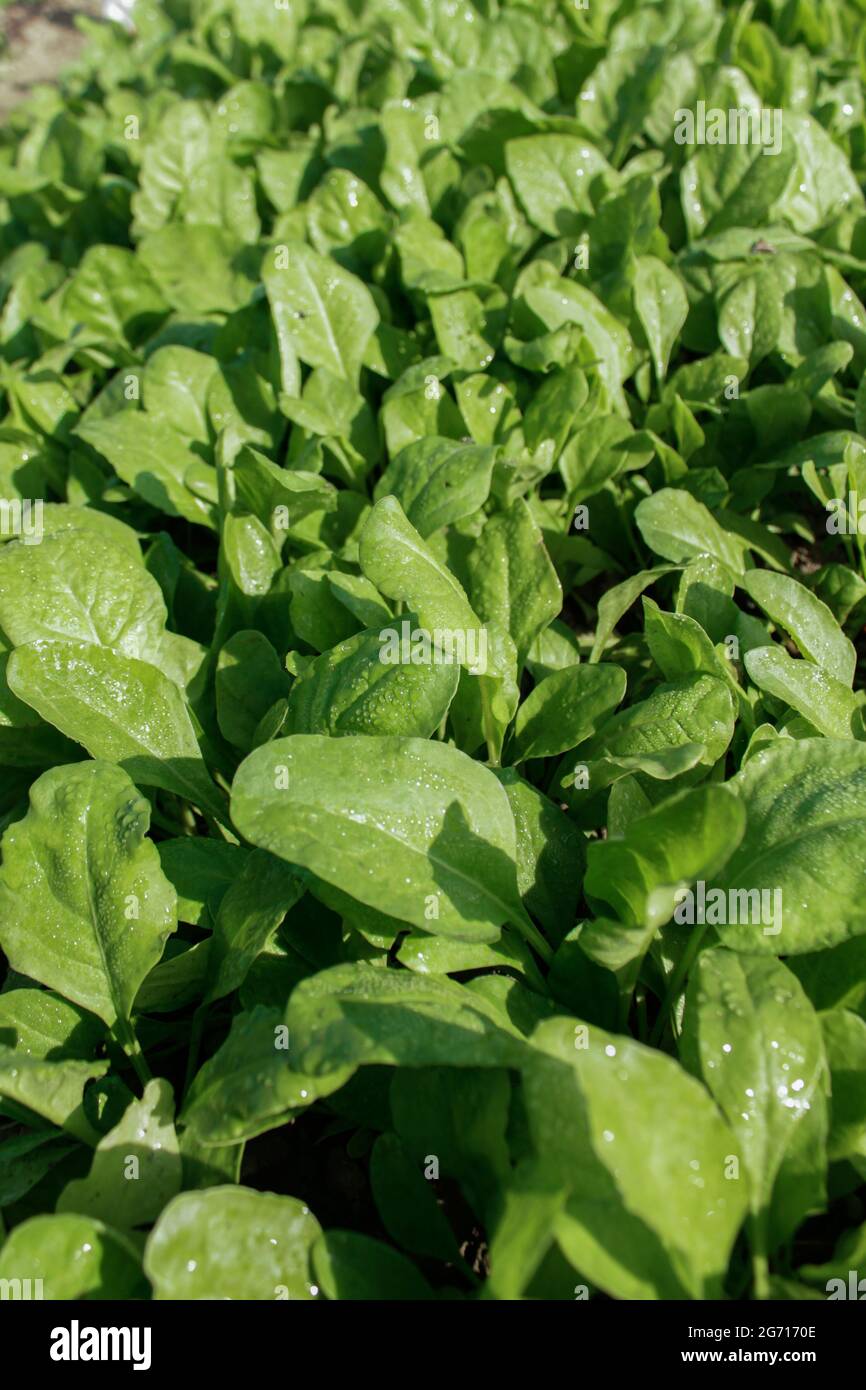 Spinach plant growing on agriculture field, spinach plant image Stock