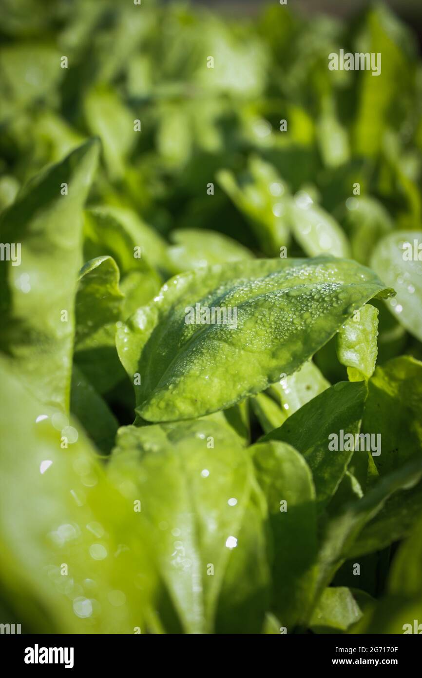Spinach plant growing on agriculture field, spinach plant image Stock