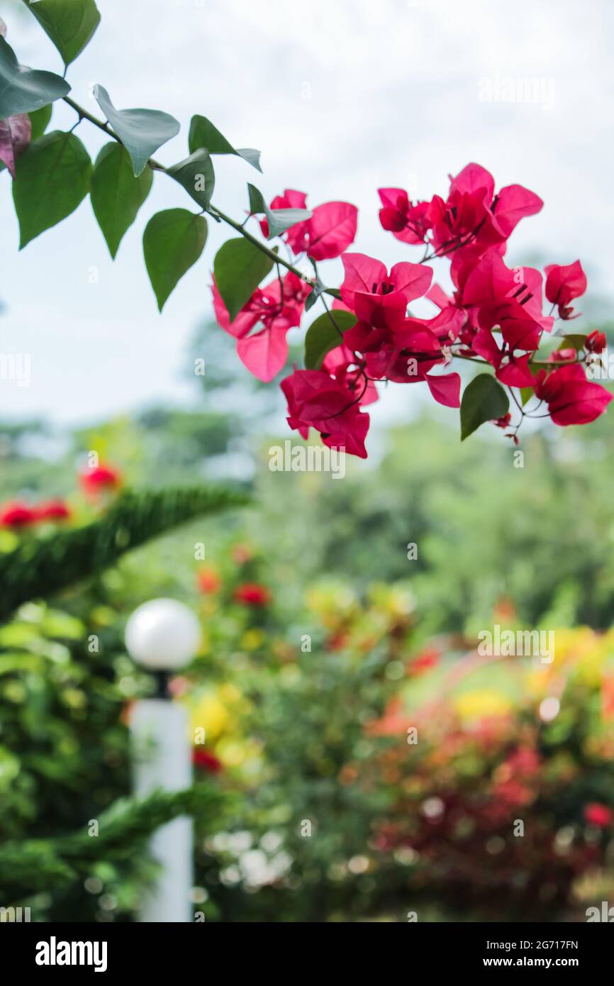 Gate flower in the gate Stock Photo Alamy
