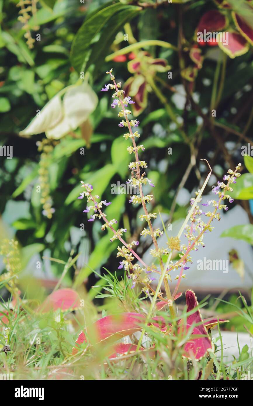 Bangladeshi garden flower, beautiful blossom, Stock Photo