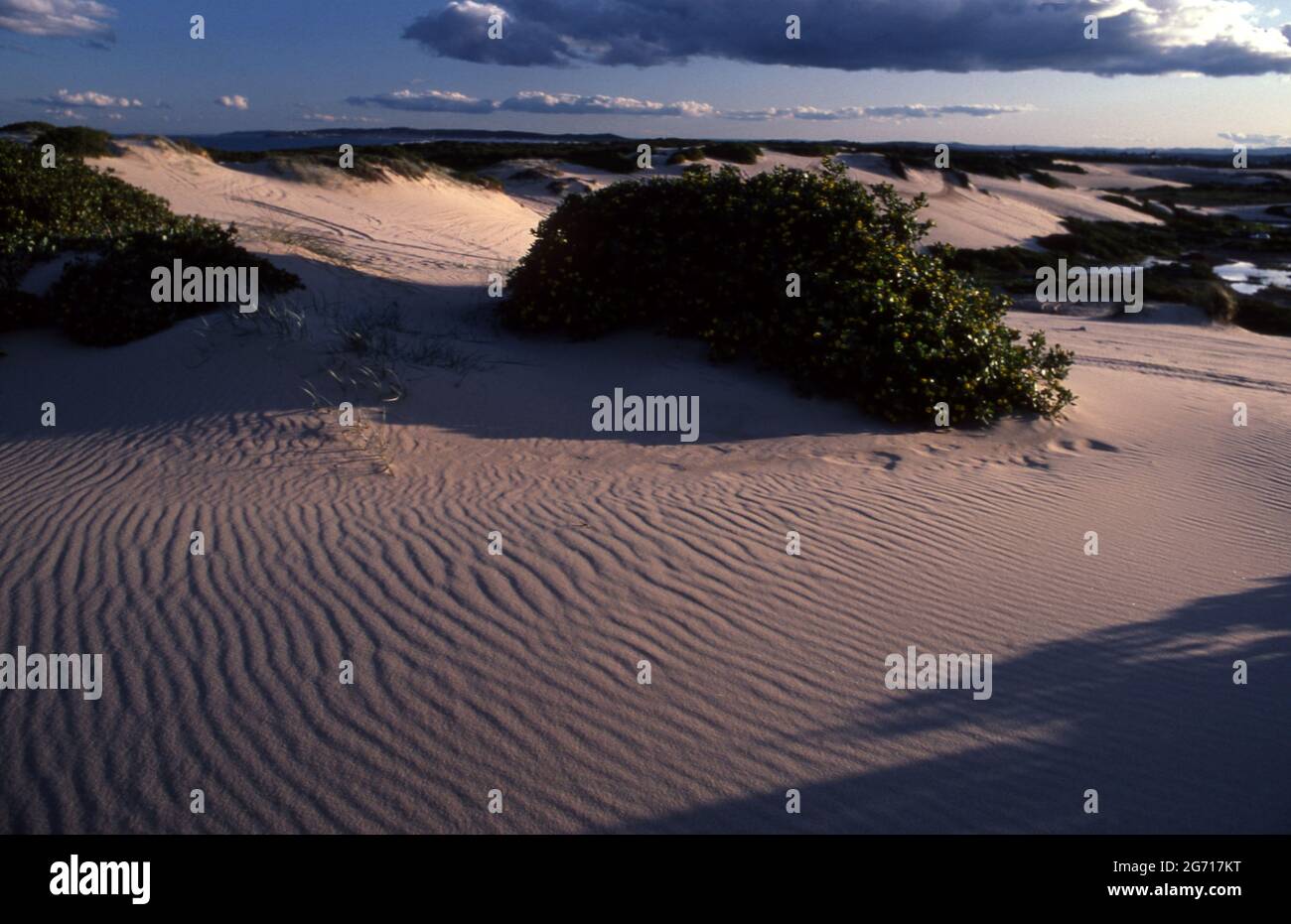 SAND DUNES, NINE MILE BEACH ALSO CALLED TUNCURRY BEACH, LAKE MACQUARIE AREA, NEW SOUTH WALES. Stock Photo