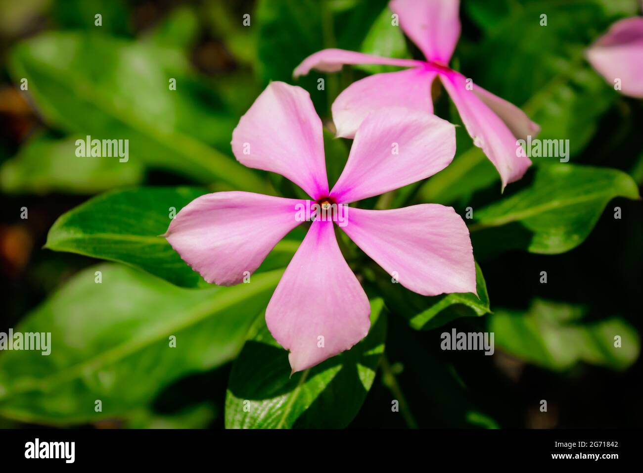 Madagascar Periwinkle flower,pink Madagascar Periwinkle flower