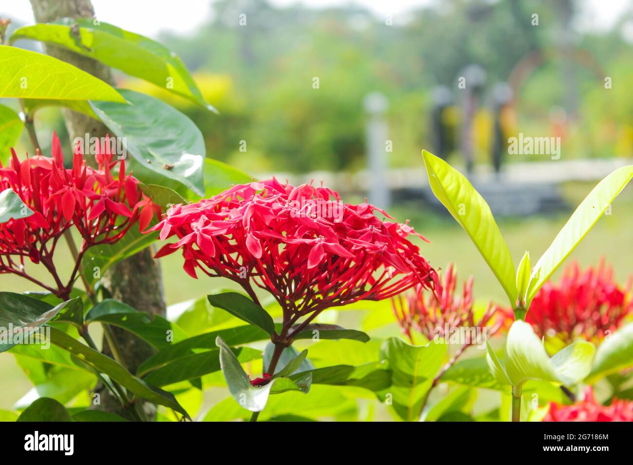 Jungle geranium flower in the home garden, red flower Stock Photo