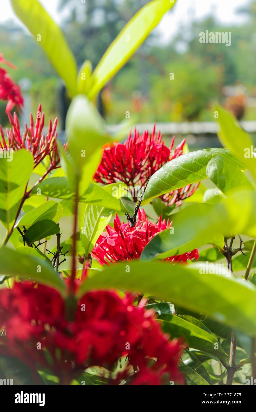 Jungle geranium flower in the home garden, red flower Stock Photo