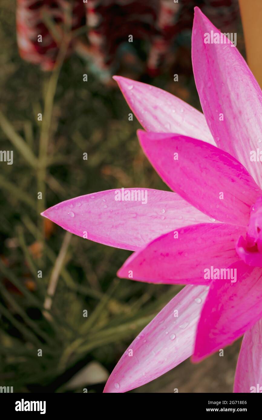 Pink water lily or lotus flower,summer blossom, new image Stock Photo