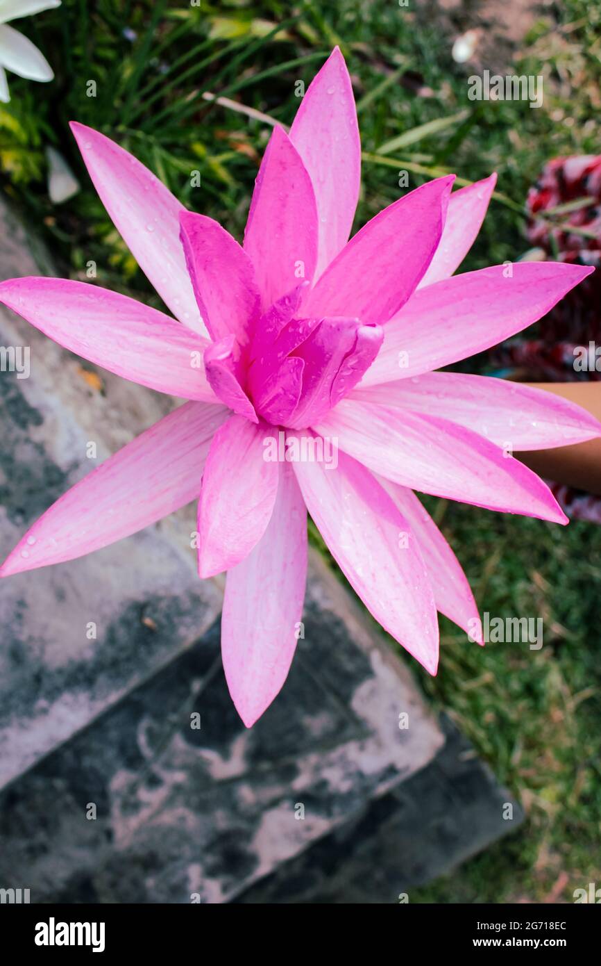 Pink water lily flower on hand, beautiful blossom, pink petel Stock Photo