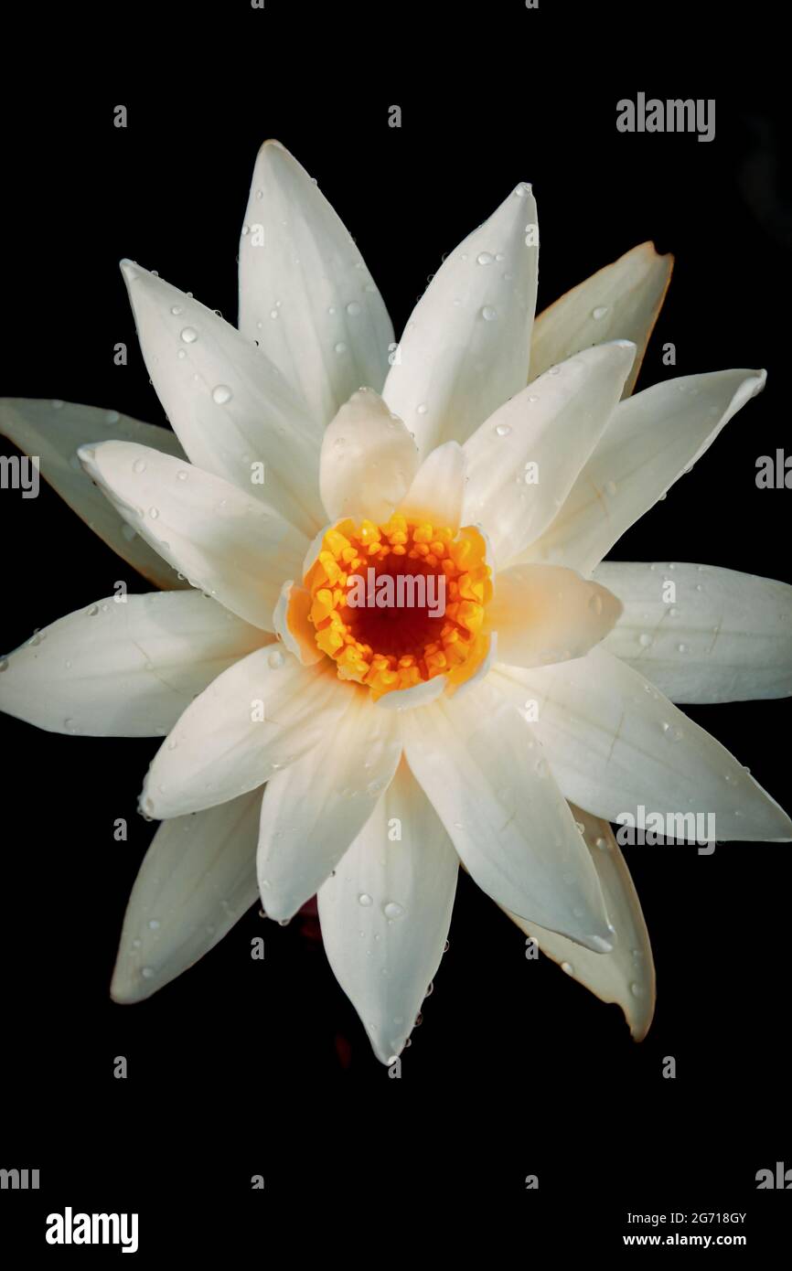 Beautiful white water lily with dark background,new water lily flower stock image Stock Photo