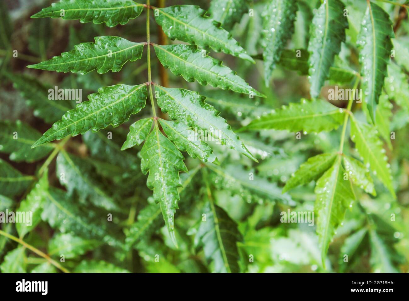 Neem tree or Azadirachta indica plant leaves, herbal plant Stock Photo