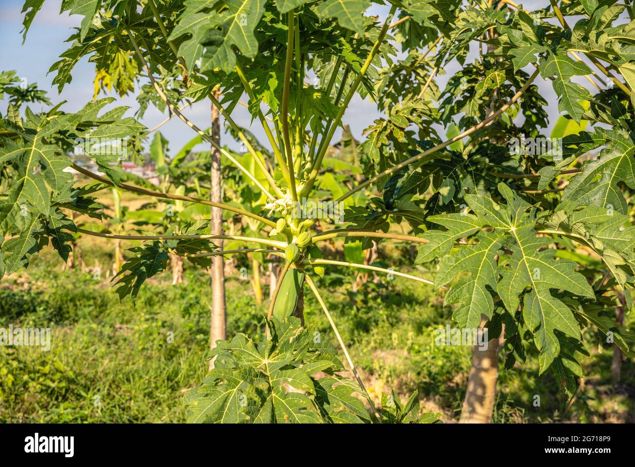 Papaya tree with flowers and young fruit. Bali, Indonesia Stock Photo